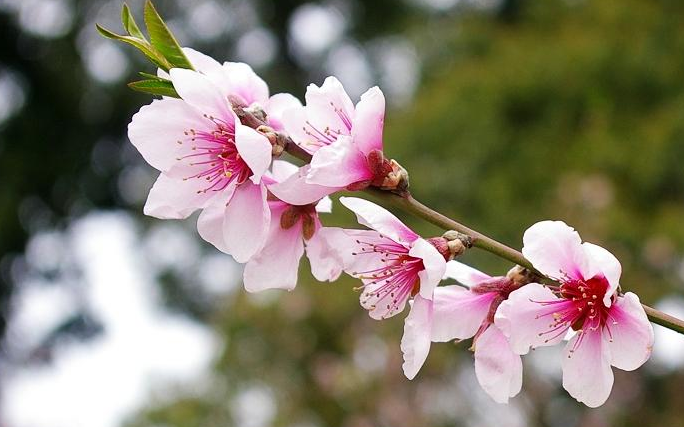 【诗词鉴赏】三月桃花开,十首桃花的诗词,惊艳了整个春天!