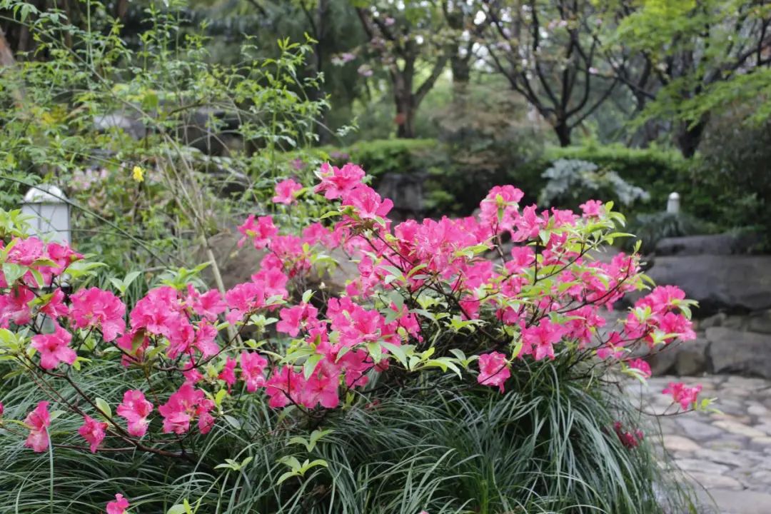 丽水市地处东南丘陵,杜鹃花分布广泛,也常用于园林绿化中.