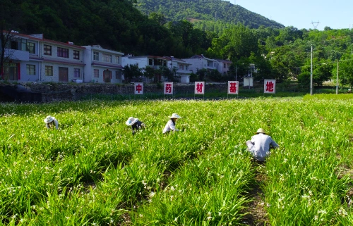 回龙镇组建合作社种植中药材带动贫困户脱贫致富.JPG
