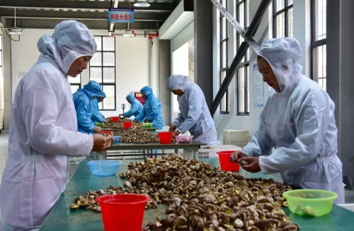 贫困群众在永乐街办中合村永田农业加工厂分拣蘑菇.JPG
