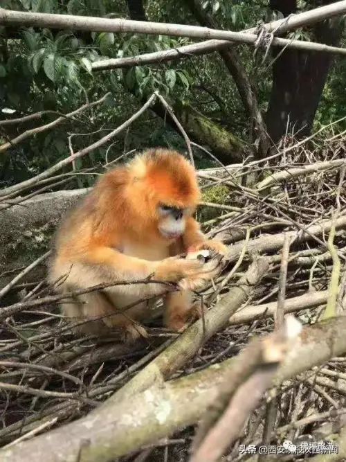 登录查看大图