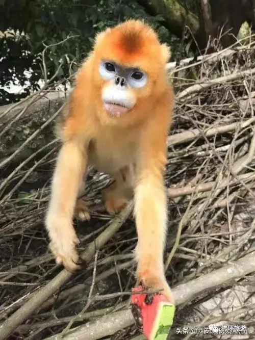 登录查看大图