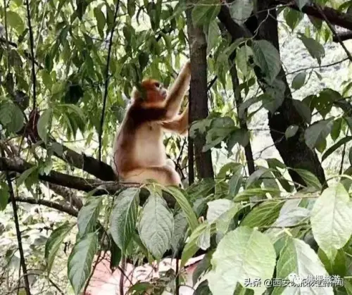 登录查看大图