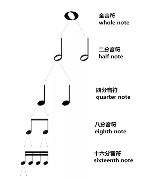 五线谱里的音符通常由符头,符干,符尾组成