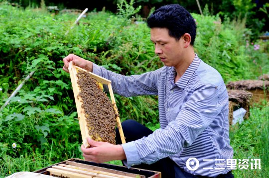 5、2019年9月7日，陕西省宁强县永定家庭农场的负责人王永定正在查看蜜蜂生长及酿蜜情况。.JPG