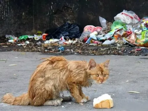 在冬天,10只流浪猫会有6只死掉!