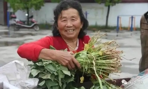 汉中这个镇免费发放12万株红薯苗