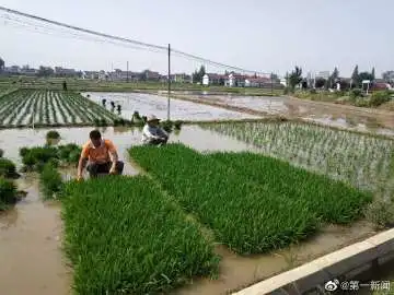 汉台这里来了一群朱鹮白鹭，“围观”农户插秧