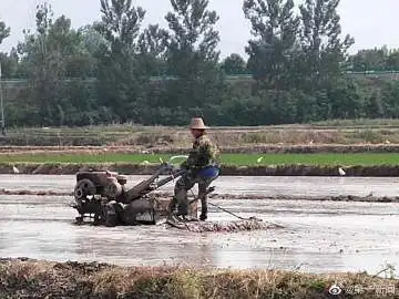 漢臺這里來了一群朱鹮白鷺，“圍觀”農戶插秧