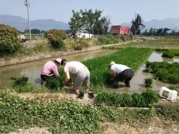 汉台这里来了一群朱鹮白鹭，“围观”农户插秧