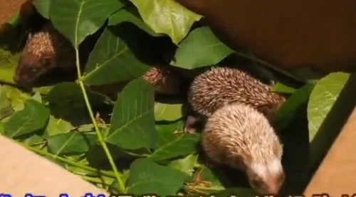 漢中一農戶暖心救助野生動物