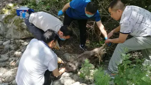 留壩成功救治一只國家二級重點保護動物