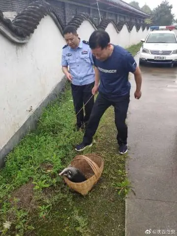 “野豬”躥上高速，交警捕捉后發(fā)現(xiàn)是國家二級保護動物