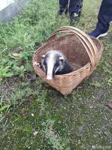 “野豬”躥上高速，交警捕捉后發(fā)現(xiàn)是國家二級保護動物