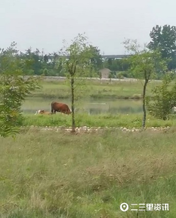 西鄉堰口濕地公園有人放牛，當地居民呼吁出臺管理措施