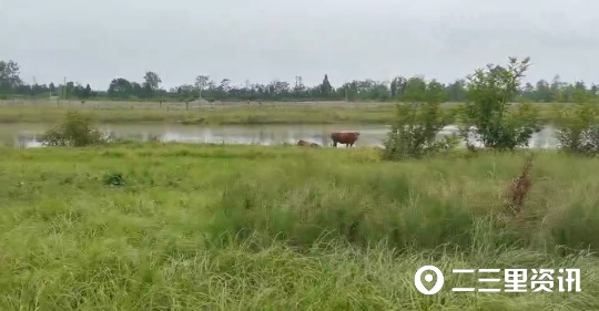 西鄉堰口濕地公園有人放牛，當地居民呼吁出臺管理措施