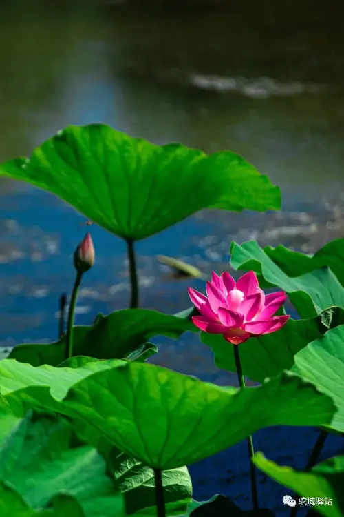 抓住夏天的尾巴,欣賞榆林公園的那些荷花,盡享夏日芬芳