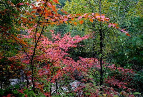 秋日的金巖溝紅葉滿山