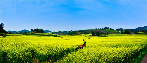 西充万亩油菜花田