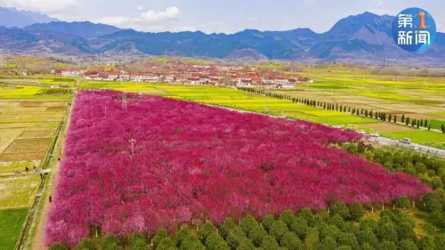 多图!汉中油菜花海,美如油画