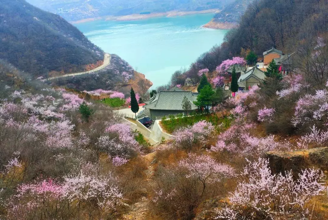 粉白花瓣一朵朵,一簇簇 擠滿了樹的枝丫 帶來輕柔與活力 昭示著春天的