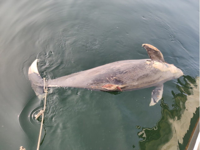 大鹏海域珍稀江豚死亡后续:胃里一片空白,螺旋桨击中肺主