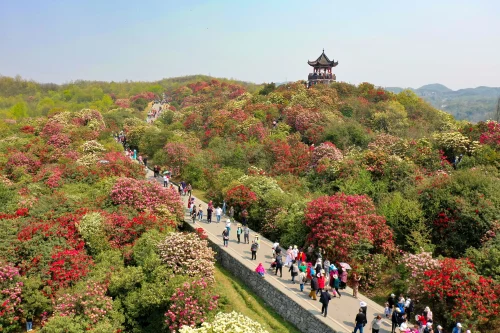 3月30日,遊客在百里杜鵑景區觀賞杜鵑花(無人機照片).