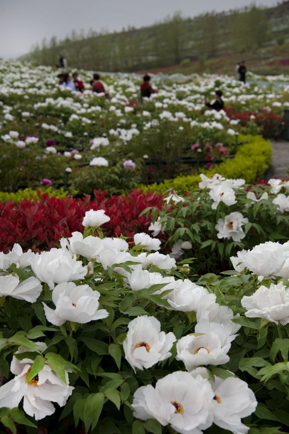 3月30日,游人在洋县朱鹮梨园景区的牡丹园赏花陶明 摄