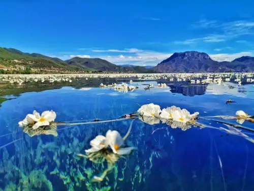 一種瀘沽湖生長的花— 水性楊花