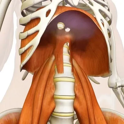 作为最重要的呼吸肌,横膈膜连接着肋骨内部和腰椎,同时扮演着 扩张