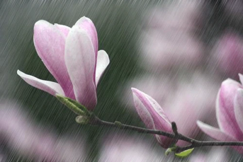 落花成雨,诗意望城