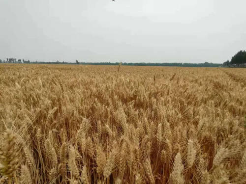良星99小麦品种简介图片