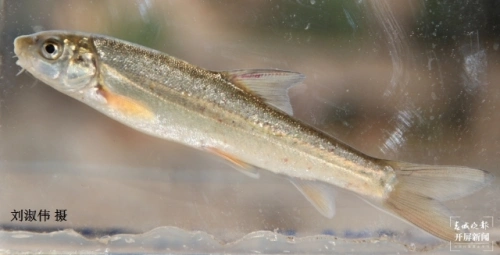 短鬚裂腹魚 中科院昆明動物研究所 陳小勇 攝