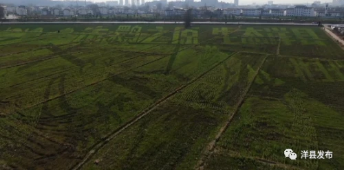 藏不住了！洋縣3D田園藝術景觀雛形初現